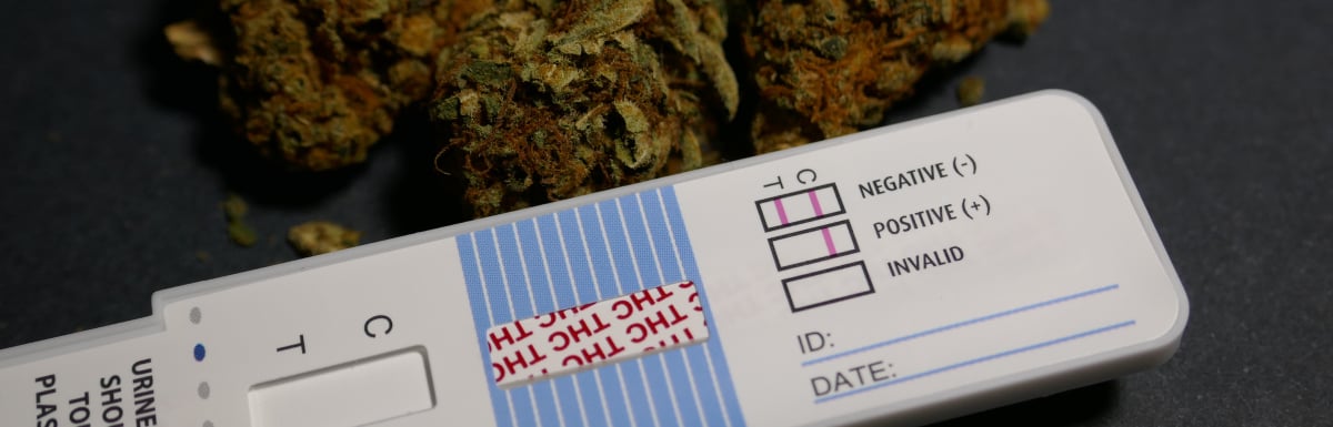 Review Of NYS Marijuana Drug Testing Laws   Marijuana Drug Test 